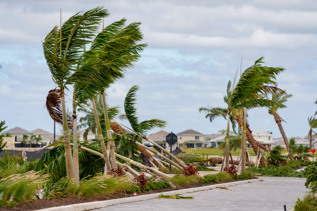 Palmeras doblándose por el fuerte viento en una calle residencial del suroeste de Florida durante una tormenta